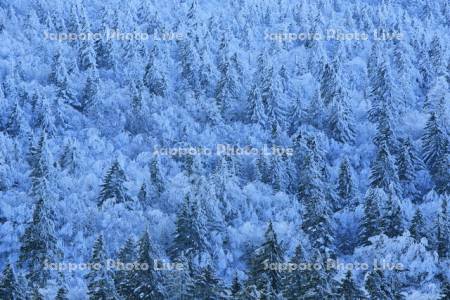 藻琴山の霧氷の森