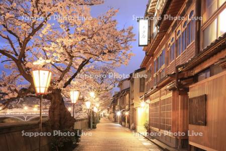 夜の主計町茶屋街と桜