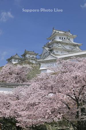 姫路城と桜・世界遺産