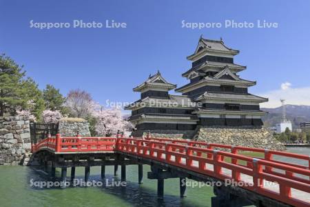 松本城と桜