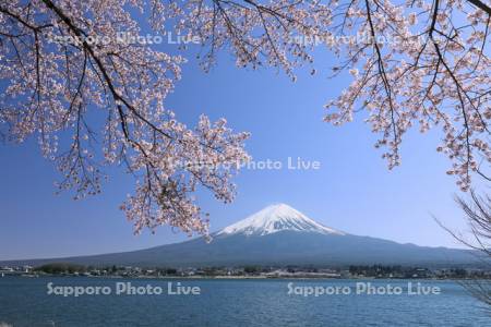 富士山と河口湖の桜・世界遺産