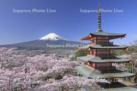 新倉山浅間公園の忠霊塔と桜と富士山・世界遺産