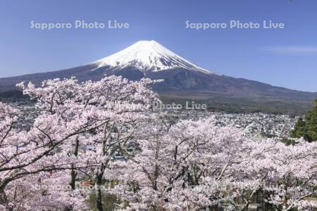 新倉山浅間公園の桜と富士山・世界遺産