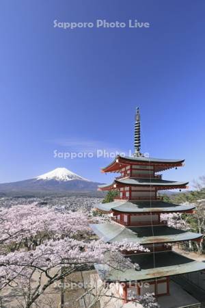 新倉山浅間公園の忠霊塔と桜と富士山・世界遺産
