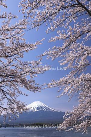 富士山と河口湖の桜・世界遺産
