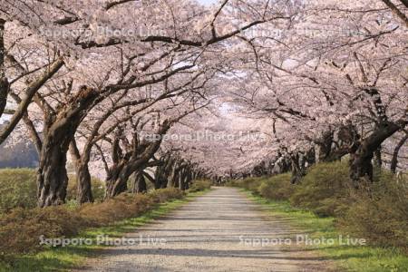 朝の北上展勝地の桜のトンネル