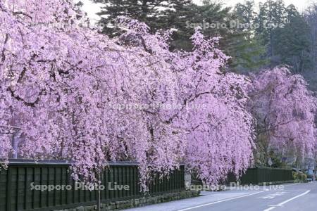 角館の武家屋敷の枝垂れ桜