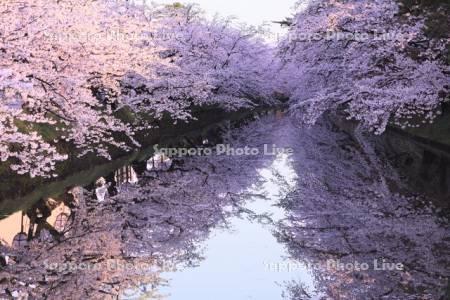 朝の弘前公園の桜