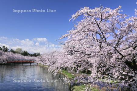 弘前公園の西濠の桜