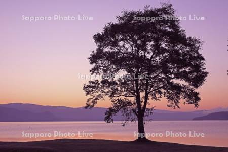 秋の洞爺湖の夜明けと一本木