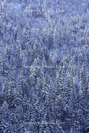 雪に覆われた針葉樹の森