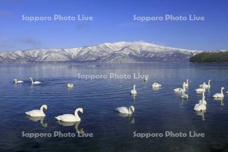 屈斜路湖の白鳥と藻琴山