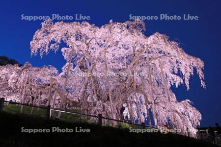 滝桜のライトアップ