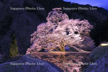 駒つなぎの桜のライトアップ