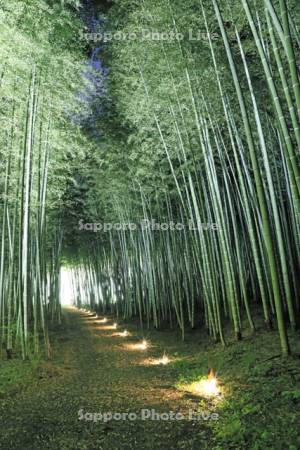 若竹の杜の竹林のライトアップ