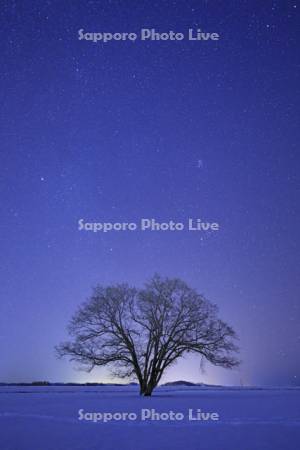 ハルニレの一本木と星空