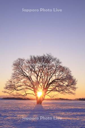日の出とのハルニレの一本木