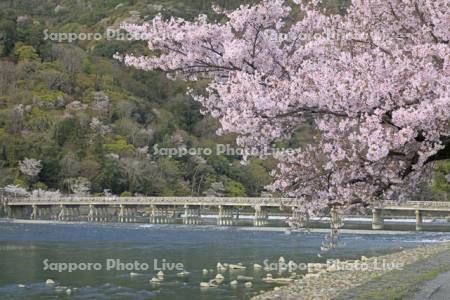 渡月橋と桂川と桜