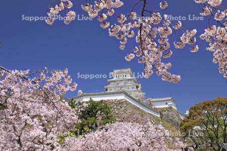 姫路城と桜・世界文化遺産