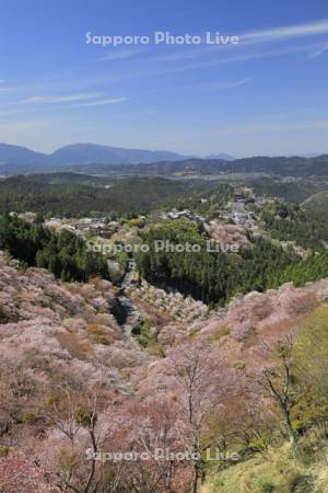 吉野山の桜と金峯山寺の蔵王堂 ・世界文化遺産