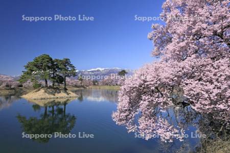 六道の堤の桜と中央アルプス