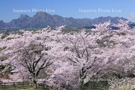 後閑城址公園の桜と妙義山