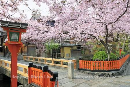 桜の咲く祇園白川
