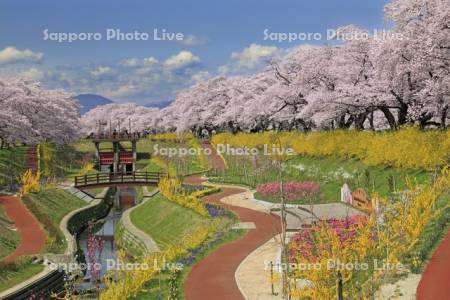 船岡城址公園と白石川提一目千本桜