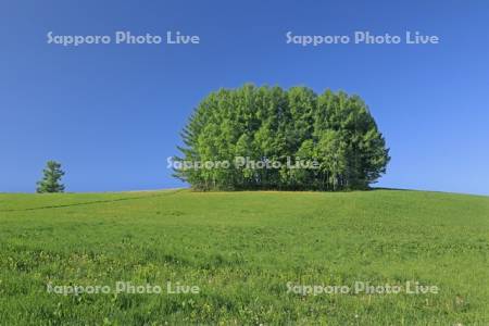 緑の丘の木