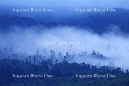 小清水高原から見る朝霧の森