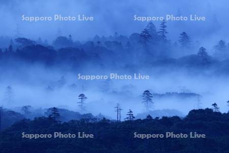 小清水高原から見る朝霧の森