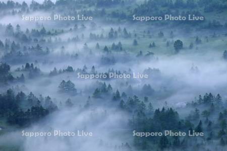 渋峠から芳ケ平湿原の朝靄