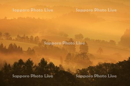 朝霧の丘　