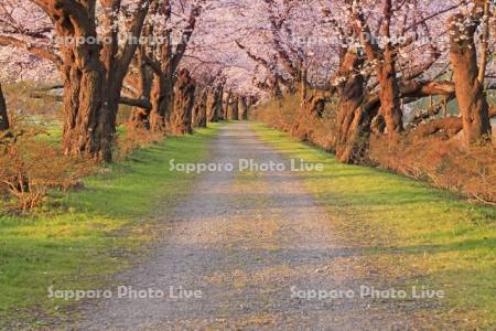 北上展勝地の朝の桜並木のトンネル