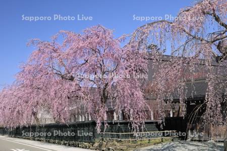 角館武家屋敷と枝垂れ桜