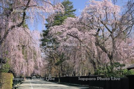 角館武家屋敷と枝垂れ桜