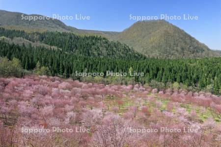 裏磐梯の桜峠の桜
