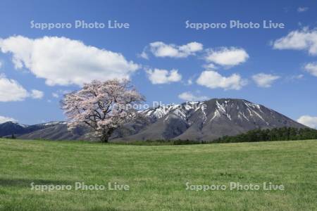 小岩井農場の一本桜と岩手山