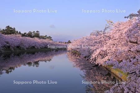 朝の弘前公園の桜