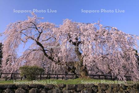 朝の弘前公園の枝垂れ桜