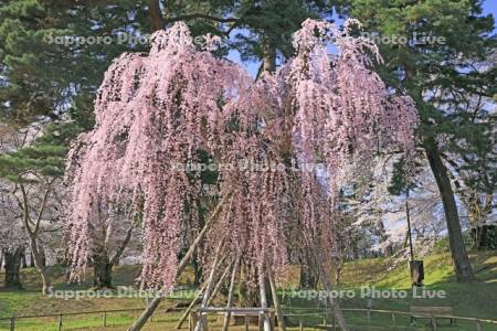 弘前公園の二の丸大シダレの桜