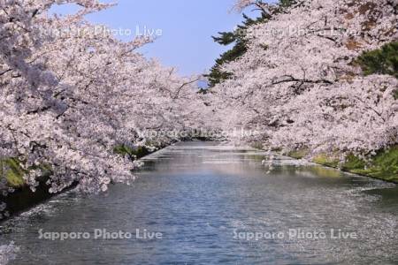 弘前公園の桜と花筏