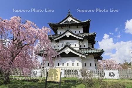 弘前公園の桜と弘前城