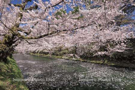 弘前公園の桜と花筏