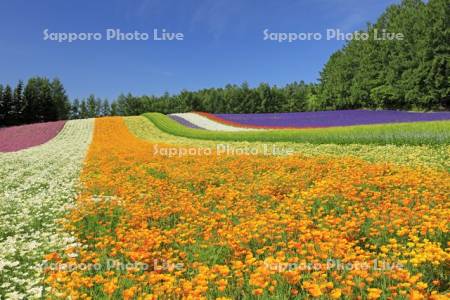 ファーム富田の彩の畑とラベンダー