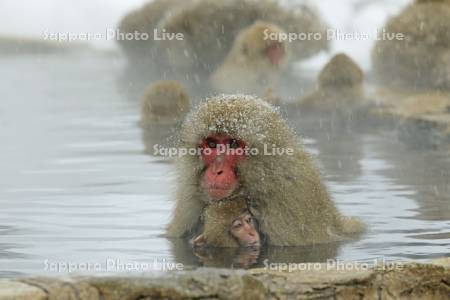 地獄谷野猿公苑の雪降りの温泉に入る猿