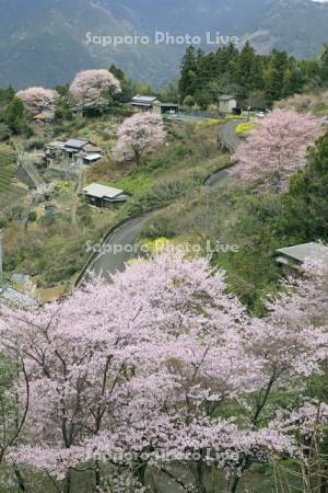 ひょうたん桜公園の山里と桜