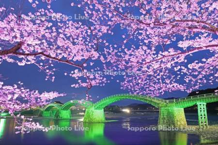 ライトアップの錦帯橋と桜