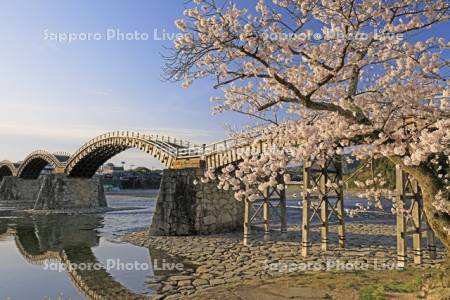 朝の錦帯橋と桜