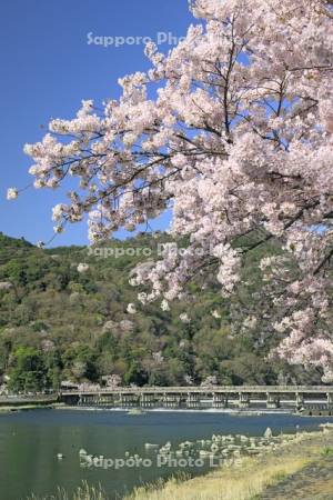 桜の渡月橋と嵐山
